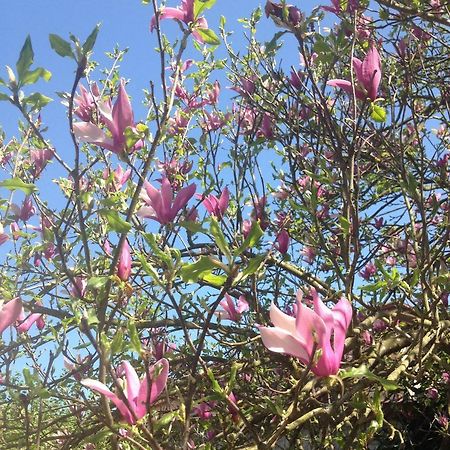 La Magnolia Apartman Riccò del Golfo di Spezia Kültér fotó