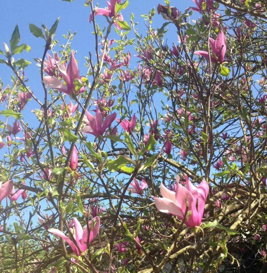 La Magnolia Apartman Riccò del Golfo di Spezia Kültér fotó