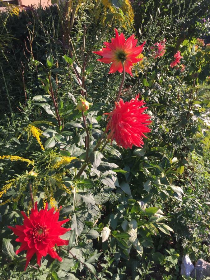 La Magnolia Apartman Riccò del Golfo di Spezia Kültér fotó
