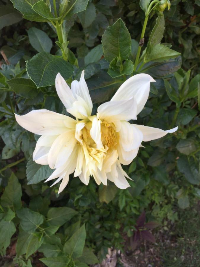 La Magnolia Apartman Riccò del Golfo di Spezia Kültér fotó